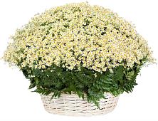 Цветочная композиция из Ромашки в корзине #REPLACE_PRED# Джерокае